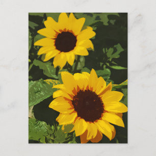 Yellow sunflower design postcard