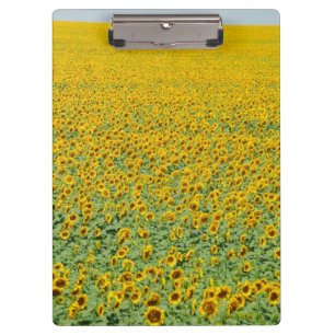 Yellow Sunflower Field Clipboard