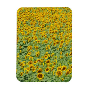 Yellow Sunflower Field Magnet