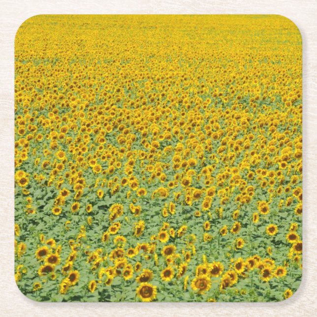 Yellow Sunflower Field Square Paper Coaster (Front)