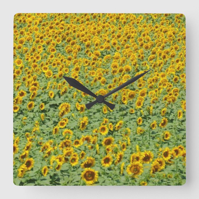 Yellow Sunflower Field Square Wall Clock (Front)