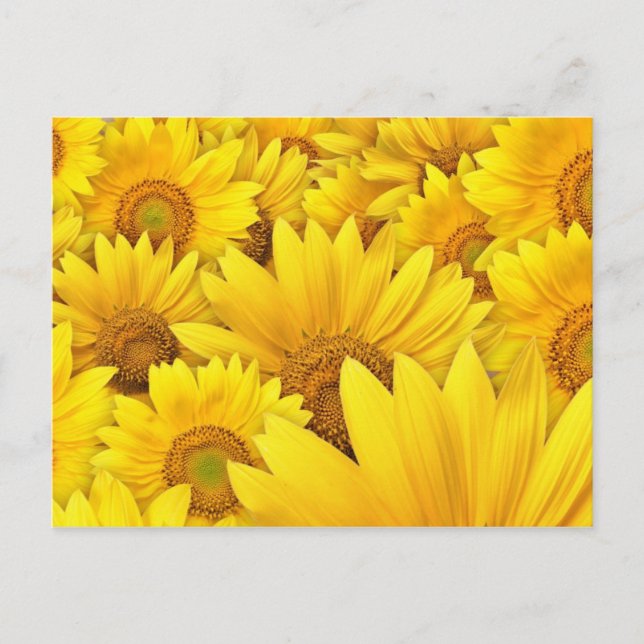 Yellow Sunflower Fields Postcard (Front)