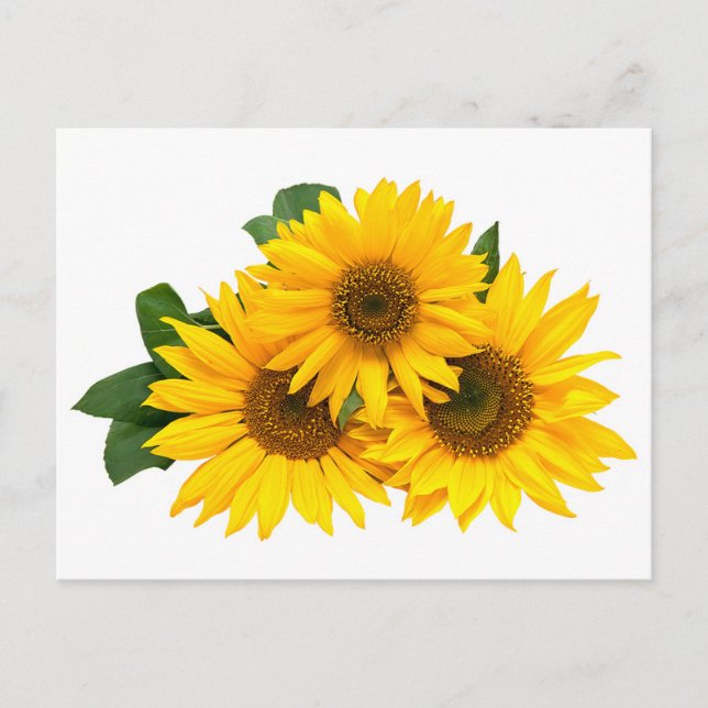 Yellow Sunflower Floral Blank Post Card (Front)