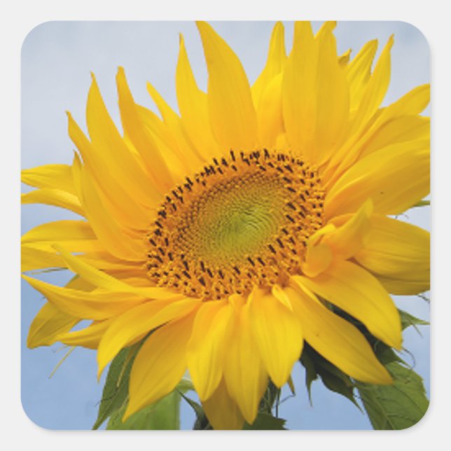 Yellow Sunflower Floral Blue Sticker / Seal (Front)