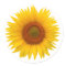 Yellow Sunflower Flower Envelope Seal Stickers