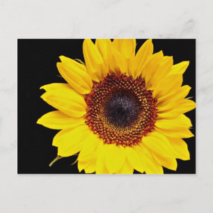 Yellow sunflower  flowers postcard