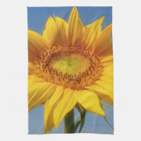 Yellow Sunflower