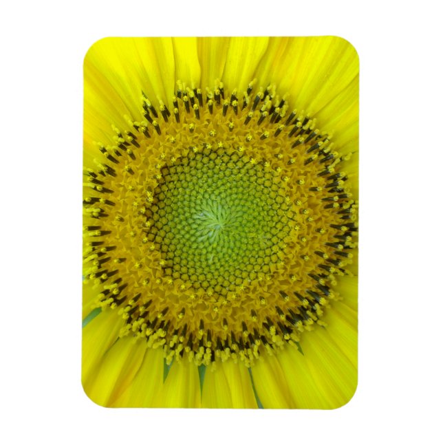 Yellow Sunflower Magnet (Vertical)