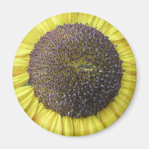 Yellow Sunflower Magnet