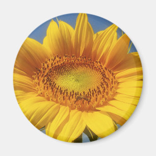 Yellow Sunflower Magnet