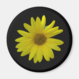 Yellow Sunflower on black background Magnet