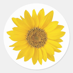 Yellow Sunflower on White Classic Round Sticker