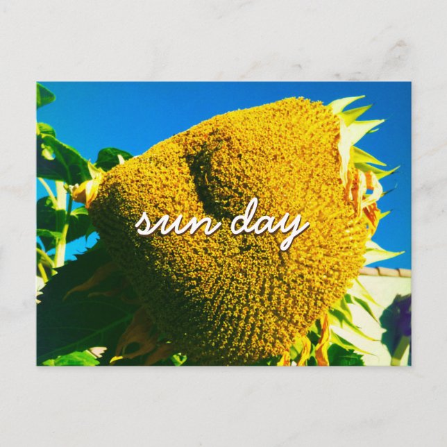 Yellow Sunflower Photo Sun Day Quote Script Postcard (Front)