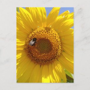 Yellow Sunflower Postcard