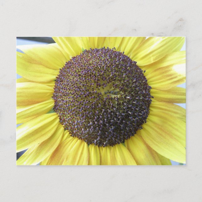 Yellow Sunflower Postcard (Front)