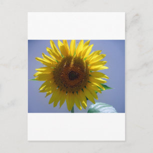 Yellow Sunflower Postcard