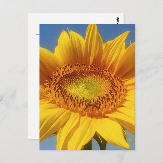 Yellow Sunflower Postcard (Front/Back)