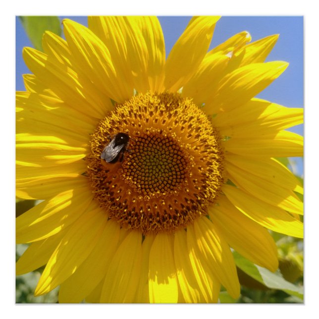 Yellow Sunflower Poster (Front)