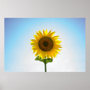 Yellow sunflower poster