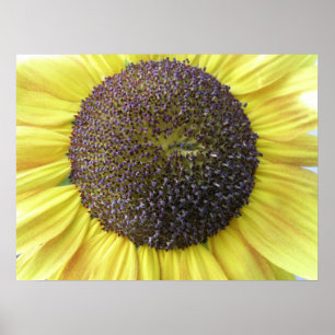 Yellow Sunflower Print