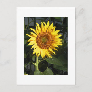 Yellow Sunflower Save The Date Cards