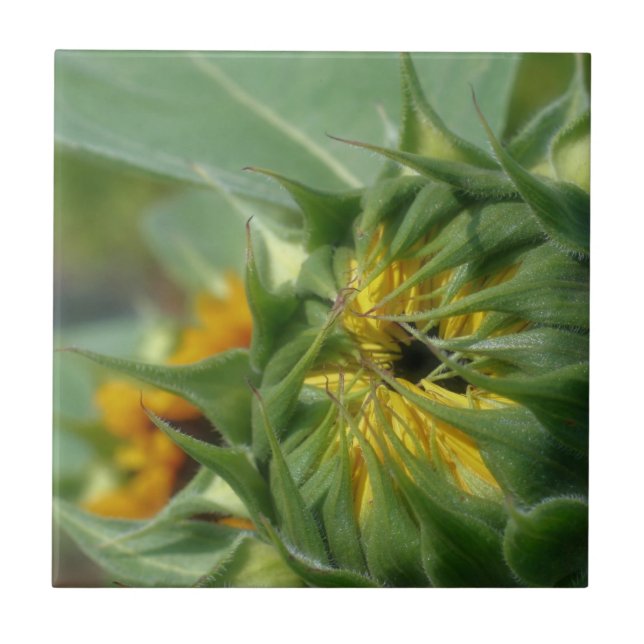 Yellow Sunflower Unfolding Nature Tile (Front)