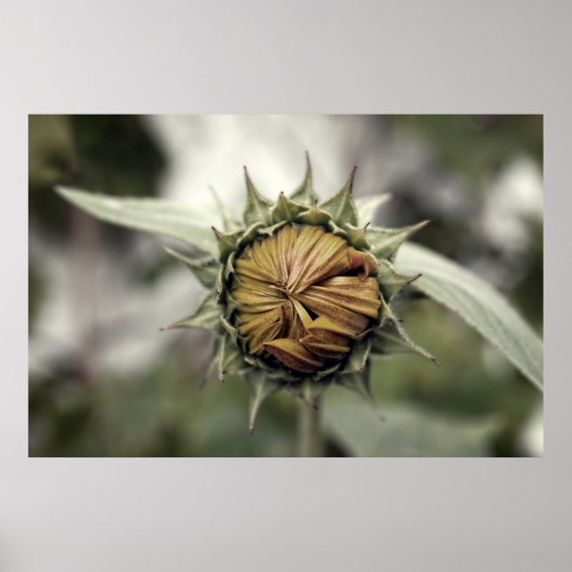 Yellow sunflower with closed petals poster (Front)