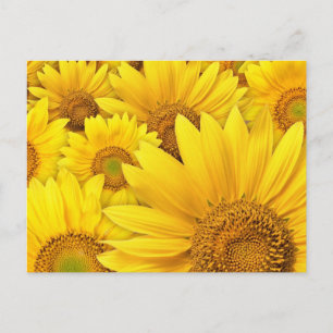 Yellow Sunflowers Postcard