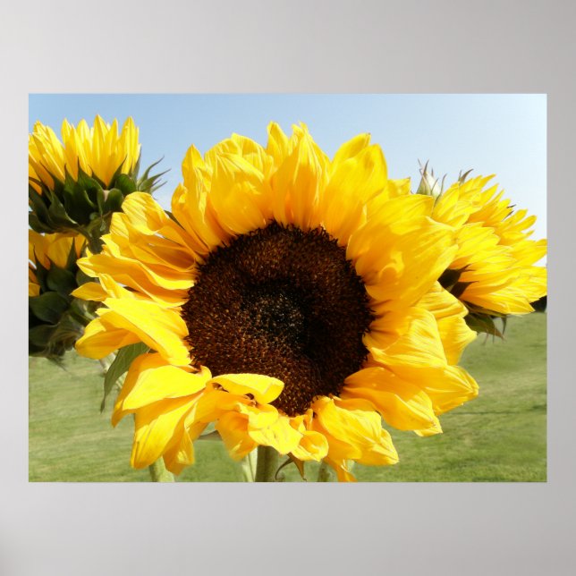 Yellow Sunflowers Poster (Front)