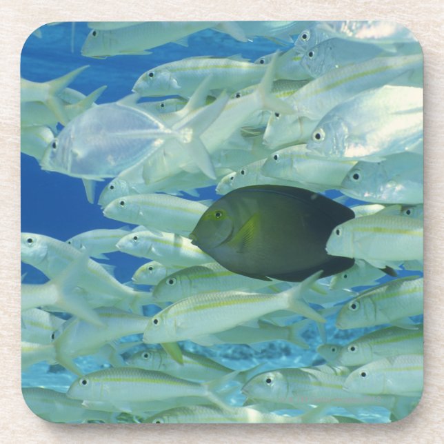 Yellow surgeon fish with yellow stripe goldfish coaster (Front)
