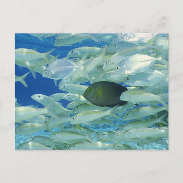 Yellow surgeon fish with yellow stripe goldfish postcard (Front)
