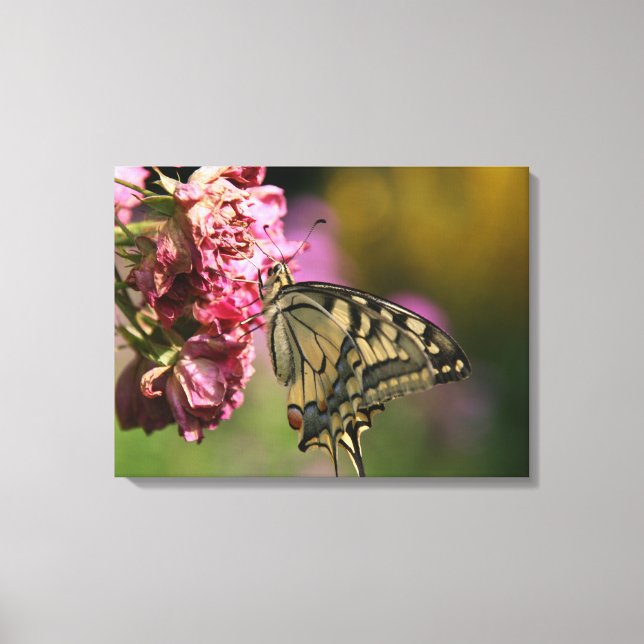 Yellow Swallowtail Butterfly Canvas (Front)