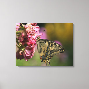 Yellow Swallowtail Butterfly Canvas Print