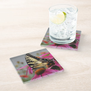 Yellow Swallowtail butterfly on Pink Echinacea Glass Coaster