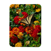 yellow swallowtail butterfly orange & red flowers 