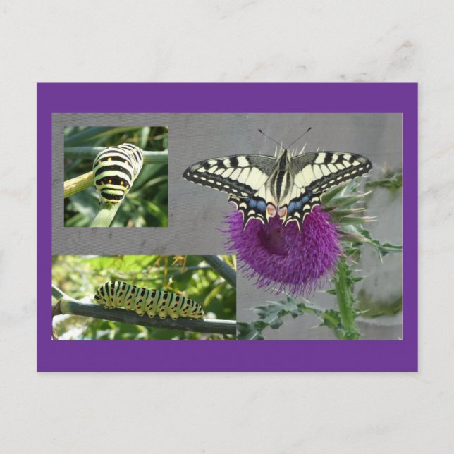 Yellow Swallowtail Collage DIY Postcard (Front)