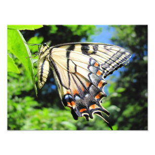 Yellow Swallowtail ~ Photo Print