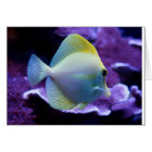 Yellow Tang