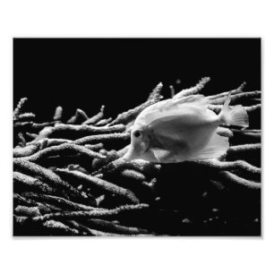 Yellow Tang Fish with Coral – Photo Print