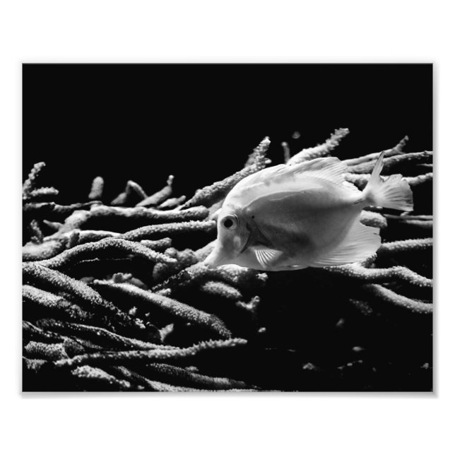 Yellow Tang Fish with Coral – Photo Print (Front)