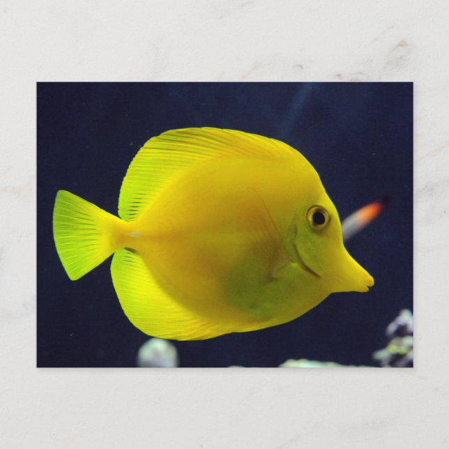 Yellow Tang Postcard (Front)