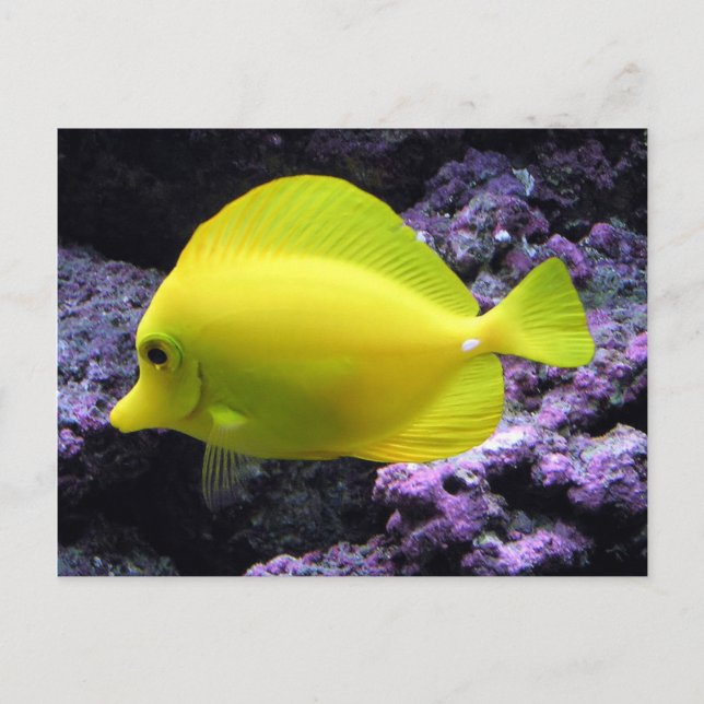 Yellow Tang Reef Fish Postcard (Front)