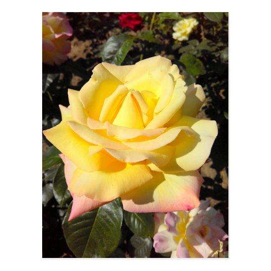 Yellow Tea Roses Postcard
