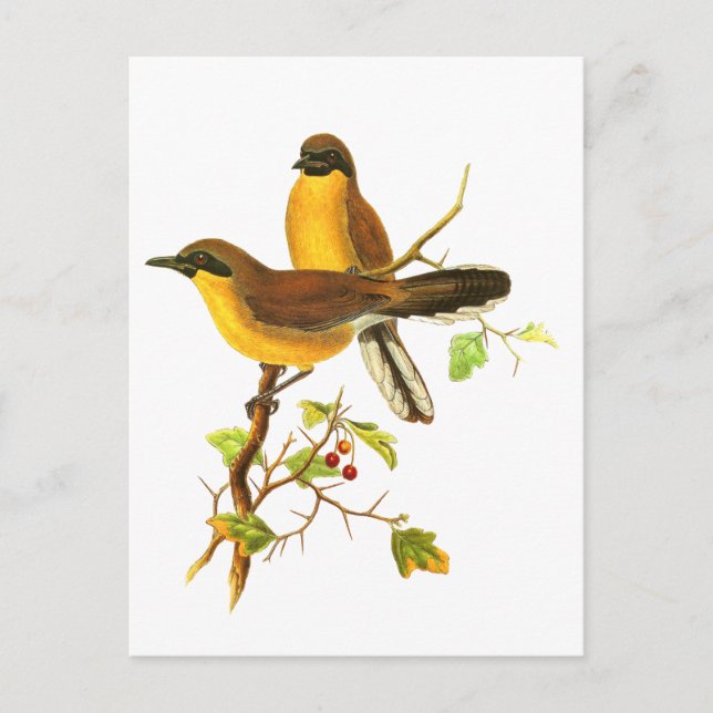 Yellow-throated Laughingthrush Postcard (Front)