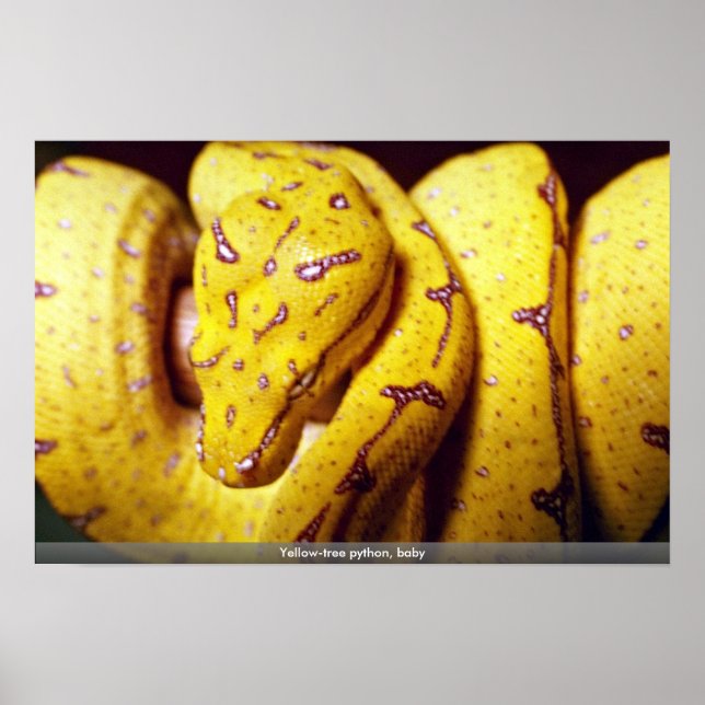 Yellow-tree python, baby poster (Front)