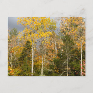 Yellow Trees in New Hampshire Postcard