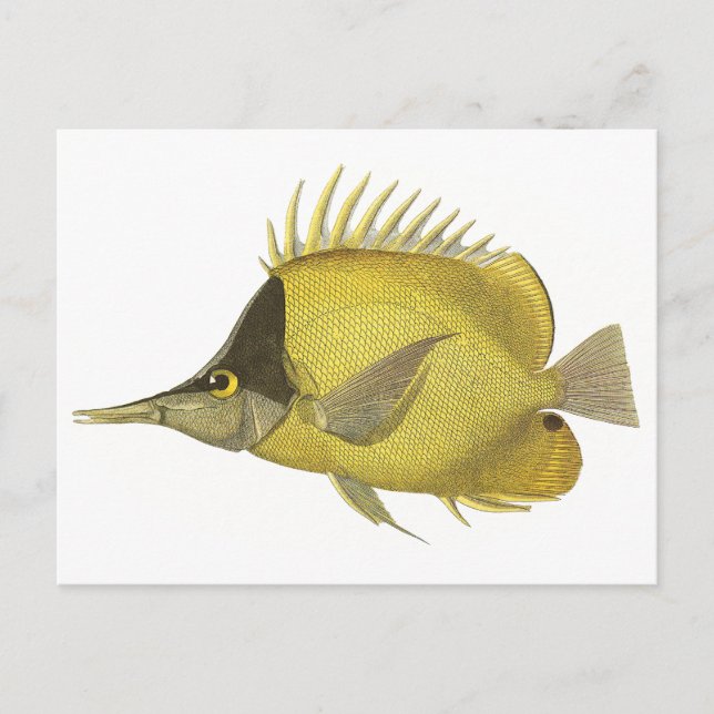 Yellow Tropical Chelmon Longirostris, Vintage Fish Postcard (Front)