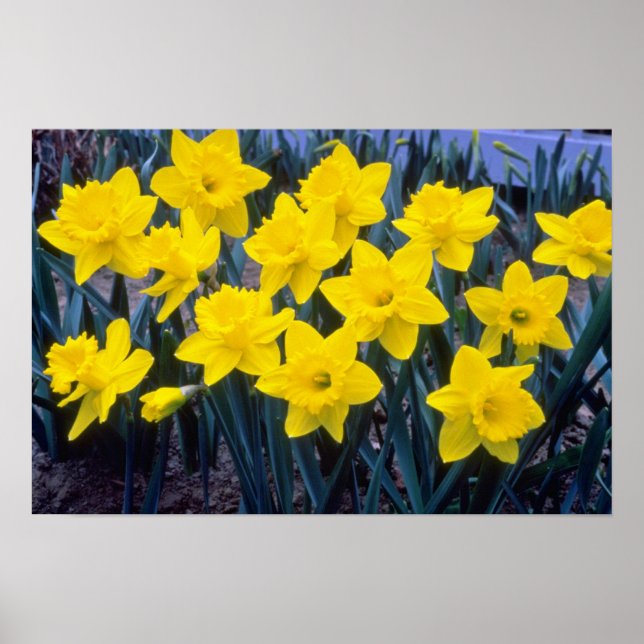 yellow Trumpet Narcissi, 'King Alfred' flowers Poster (Front)