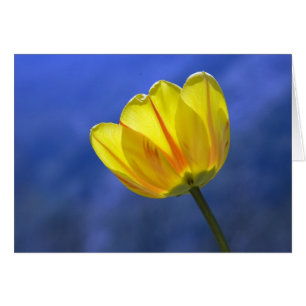 Yellow Tulip Blank Floral Flower Greeting Card