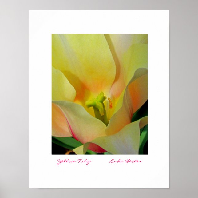 Yellow Tulip by Linda Becker PhotoArt Poster (Front)